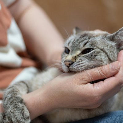 猫が「甘噛み」してくる5つの理由, 1.大好き！という愛情表現, 2.もっと遊んで！というおねだり, 3.「もうやめて」の意思表示, 4.歯がむずがゆい, やめさせるためのコツと適切な対処法, 噛まれた瞬間に「痛い！」と短く伝える, 静かにその場を離れる, 手ではなくおもちゃで遊ぶ, 絶対に叩いたり大きな声で怒鳴ったりしない, 注意が必要な「甘噛み」の見分け方