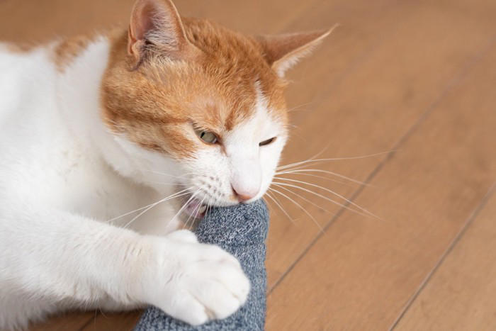 猫が「甘噛み」してくる5つの理由, 1.大好き！という愛情表現, 2.もっと遊んで！というおねだり, 3.「もうやめて」の意思表示, 4.歯がむずがゆい, やめさせるためのコツと適切な対処法, 噛まれた瞬間に「痛い！」と短く伝える, 静かにその場を離れる, 手ではなくおもちゃで遊ぶ, 絶対に叩いたり大きな声で怒鳴ったりしない, 注意が必要な「甘噛み」の見分け方