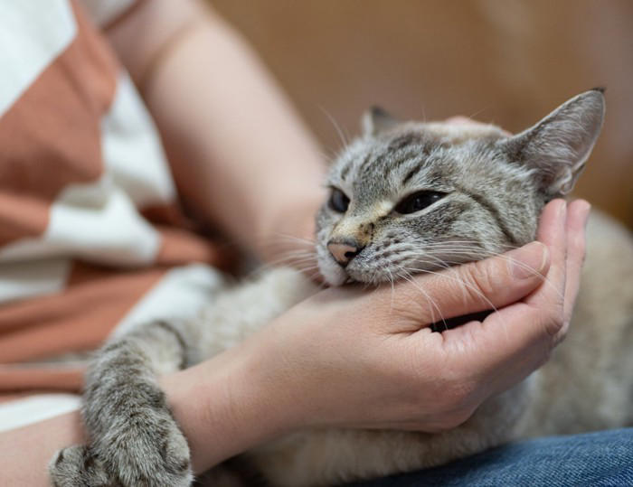 猫が「甘噛み」してくる5つの理由, 1.大好き！という愛情表現, 2.もっと遊んで！というおねだり, 3.「もうやめて」の意思表示, 4.歯がむずがゆい, やめさせるためのコツと適切な対処法, 噛まれた瞬間に「痛い！」と短く伝える, 静かにその場を離れる, 手ではなくおもちゃで遊ぶ, 絶対に叩いたり大きな声で怒鳴ったりしない, 注意が必要な「甘噛み」の見分け方