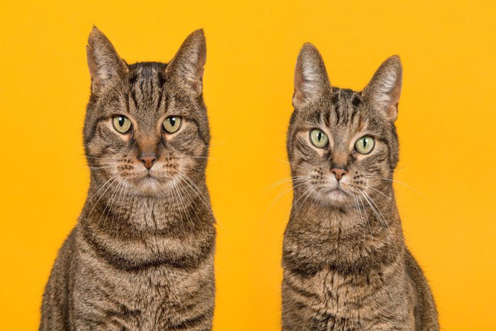 性別で異なる『猫の顔立ち』のポイント3つ, 3.目元や表情の印象, 顔立ちから性別を見分けるときのコツ, 顔立ちの違いを知るメリットと活かし方