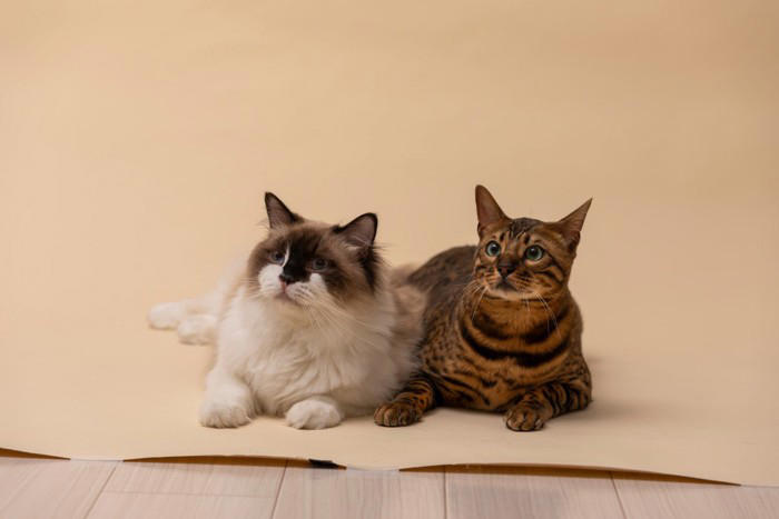 性別で異なる『猫の顔立ち』のポイント3つ, 3.目元や表情の印象, 顔立ちから性別を見分けるときのコツ, 顔立ちの違いを知るメリットと活かし方