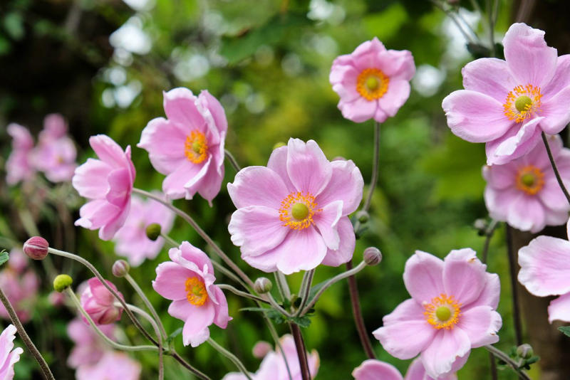 Scabiosa, Phygelius Colorburst Rose, Geranium Rozanne, Satin Doll Anemones, Lamium Beacon Silver