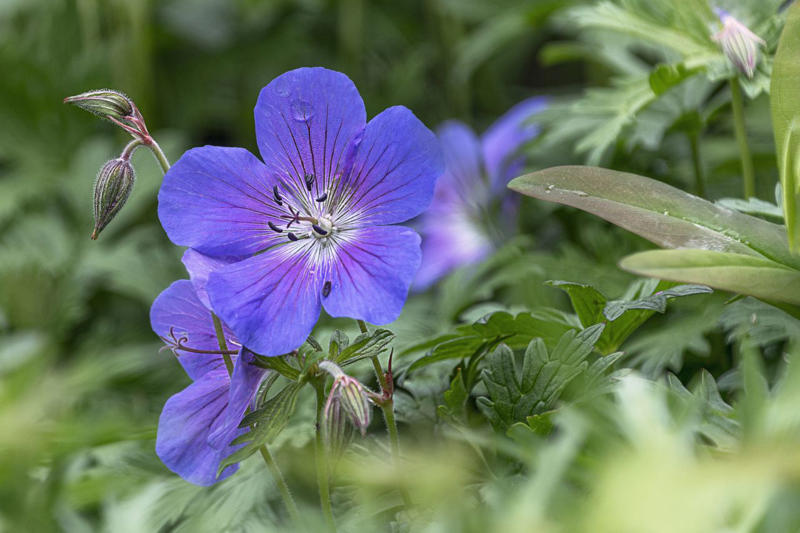 Scabiosa, Phygelius Colorburst Rose, Geranium Rozanne, Satin Doll Anemones, Lamium Beacon Silver