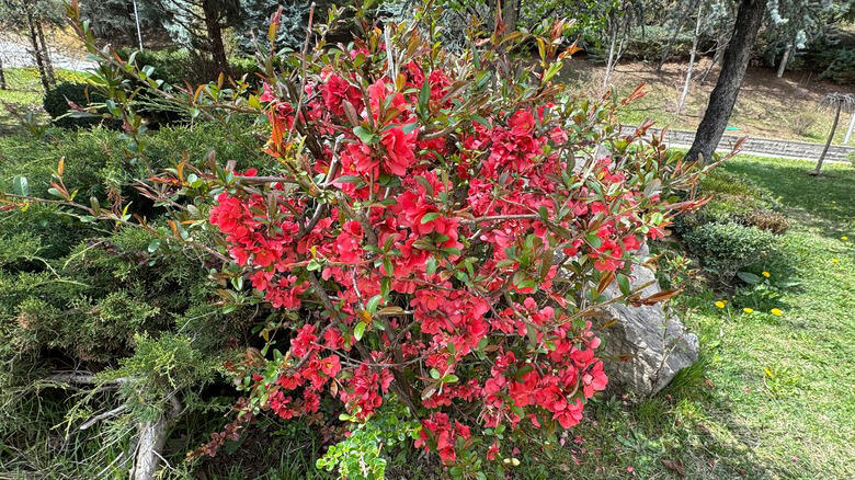 Garden tips: use native plants natively Koko: the austere beauty of maturity, Kanso: simplicity, Shizen: authentic naturalness, Fukinsei: asymmetry, Yugen: subtle hints at mystery, Datsuzoku: the magic of surprise, Seijaku: quietude and solitude, Types of Japanese gardens: the courtyard garden, Types of Japanese gardens: the tea garden, Elements of the garden: stone, Elements of the garden: water, Elements of the garden: plants, Garden tips: limit your palette, Garden tips: the path is the destination, Garden tips: the mystery is the message, Garden tips: model only the best of the natural world, Garden tips: use overlapping shapes and elements, Garden tips: mimic the landscape, Garden tips: use native plants natively