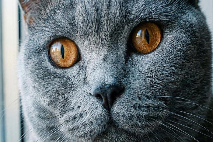 性別で異なる『猫の顔立ち』のポイント3つ, 3.目元や表情の印象, 顔立ちから性別を見分けるときのコツ, 顔立ちの違いを知るメリットと活かし方
