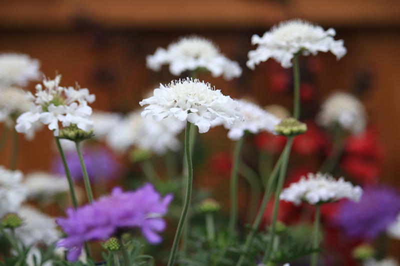 Scabiosa, Phygelius Colorburst Rose, Geranium Rozanne, Satin Doll Anemones, Lamium Beacon Silver