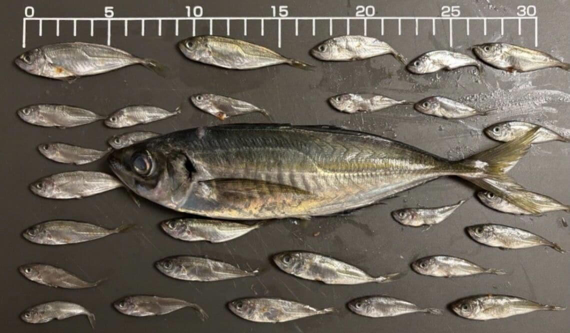 大きくなる前の魚を獲ってしまう「成長乱獲」, ノドグロの本当の大きさは？, 小さなアジも容赦なく漁獲, 漁獲枠なしで根こそぎ獲ってしまった影響, なぜこのようなことが起きてしまうのか？, 必要なのは自画自賛ではない