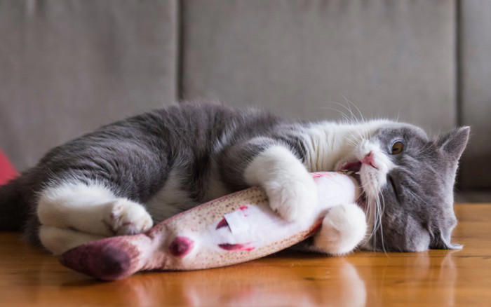 猫が「甘噛み」してくる5つの理由, 1.大好き！という愛情表現, 2.もっと遊んで！というおねだり, 3.「もうやめて」の意思表示, 4.歯がむずがゆい, やめさせるためのコツと適切な対処法, 噛まれた瞬間に「痛い！」と短く伝える, 静かにその場を離れる, 手ではなくおもちゃで遊ぶ, 絶対に叩いたり大きな声で怒鳴ったりしない, 注意が必要な「甘噛み」の見分け方