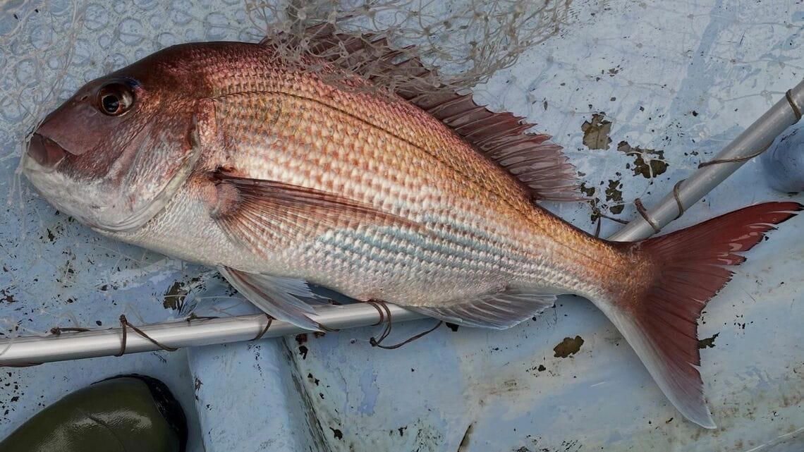 大きくなる前の魚を獲ってしまう「成長乱獲」, ノドグロの本当の大きさは？, 小さなアジも容赦なく漁獲, 漁獲枠なしで根こそぎ獲ってしまった影響, なぜこのようなことが起きてしまうのか？, 必要なのは自画自賛ではない