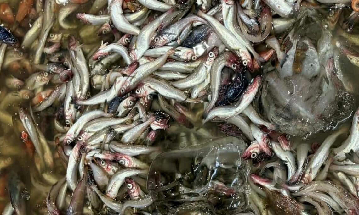 大きくなる前の魚を獲ってしまう「成長乱獲」, ノドグロの本当の大きさは？, 小さなアジも容赦なく漁獲, 漁獲枠なしで根こそぎ獲ってしまった影響, なぜこのようなことが起きてしまうのか？, 必要なのは自画自賛ではない