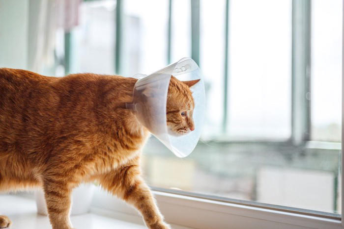 猫にまつわる助成金5選, 1.飼い主のいない猫の不妊・去勢手術の助成, 2.地域猫の不妊・去勢手術の助成, 3.飼い猫の不妊・去勢手術の助成, 4.マイクロチップ装着に関する助成金, 5.保護猫団体への助成, 助成金を活用するときの注意点