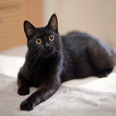 猫にまつわる助成金5選, 1.飼い主のいない猫の不妊・去勢手術の助成, 2.地域猫の不妊・去勢手術の助成, 3.飼い猫の不妊・去勢手術の助成, 4.マイクロチップ装着に関する助成金, 5.保護猫団体への助成, 助成金を活用するときの注意点