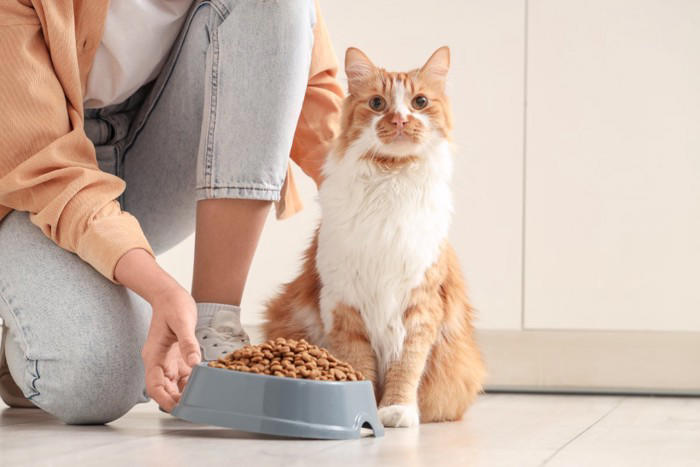 猫にとって覚えやすい人間の言葉5選, 1.ごはん・おやつ, 3.いい子・かわいい, 4.ダメ・いけない, 5.病院とそれに関連する言葉, 猫に言葉の意味は通じる？, 猫が言葉を記憶する理由は？