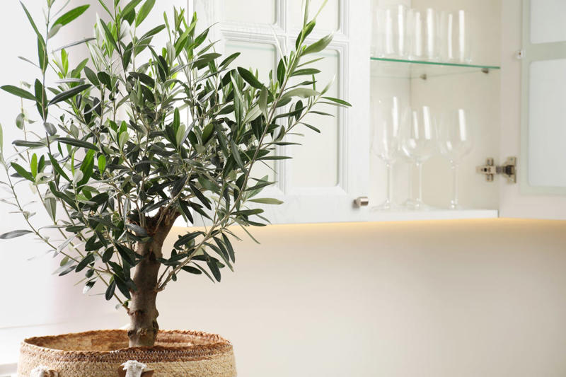 White Bouclé Accent Furniture, Oversized White Lanterns, Faux Olive Trees, Scalloped Decor, Rattan Furniture and Accessories, Fluted Everything