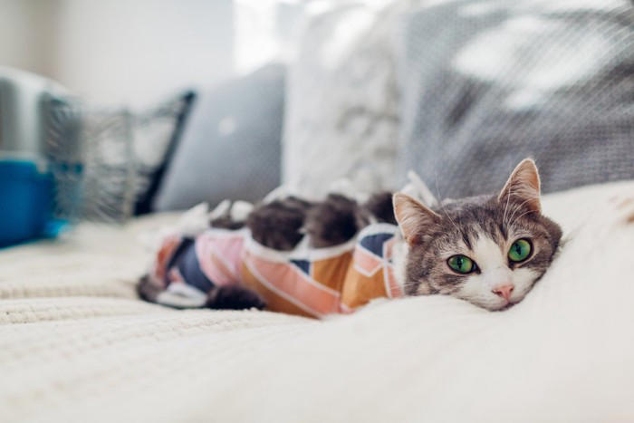 猫にまつわる助成金5選, 1.飼い主のいない猫の不妊・去勢手術の助成, 2.地域猫の不妊・去勢手術の助成, 3.飼い猫の不妊・去勢手術の助成, 4.マイクロチップ装着に関する助成金, 5.保護猫団体への助成, 助成金を活用するときの注意点