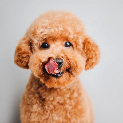 犬が「飼い主を舐める」心理5選, 1.「遊んで！」「お腹空いた」という要求, 2.「大好き！」を伝える愛情表現, 3.飼い主の情報を集めている, 4.自分や飼い主を落ち着かせようとしている, 5.塩分や食べ物の匂いに反応している, しつこく舐めてくる時の適切な対応, 一度その場を離れて「無視」をする, 「お座り」などの指示を出して気をそらす, おもちゃやガムを活用する, 日頃の運動量やコミュニケーションを見直す, 注意が必要な「舐める」サイン