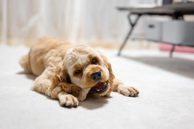 犬が「飼い主を舐める」心理5選, 1.「遊んで！」「お腹空いた」という要求, 2.「大好き！」を伝える愛情表現, 3.飼い主の情報を集めている, 4.自分や飼い主を落ち着かせようとしている, 5.塩分や食べ物の匂いに反応している, しつこく舐めてくる時の適切な対応, 一度その場を離れて「無視」をする, 「お座り」などの指示を出して気をそらす, おもちゃやガムを活用する, 日頃の運動量やコミュニケーションを見直す, 注意が必要な「舐める」サイン