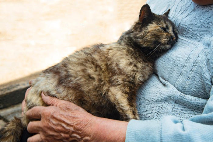 猫が『亡くなる前』に飼い主がすべきこと4つ, 1.静かで落ち着ける環境を整える, 2.猫の意思を尊重し、食事の介助は慎重に行う, 3.触れ合いは猫のペースに合わせる, 4.体調の変化を観察し必要に応じて受診する, 穏やかな最期を見送るために知っておきたい心構え