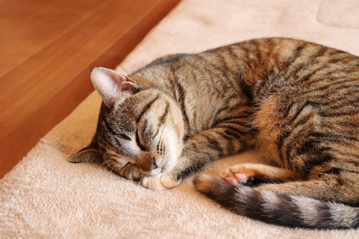 猫が『亡くなる前』に飼い主がすべきこと4つ, 1.静かで落ち着ける環境を整える, 2.猫の意思を尊重し、食事の介助は慎重に行う, 3.触れ合いは猫のペースに合わせる, 4.体調の変化を観察し必要に応じて受診する, 穏やかな最期を見送るために知っておきたい心構え