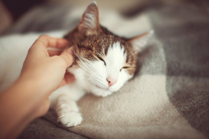 猫が『亡くなる前』に飼い主がすべきこと4つ, 1.静かで落ち着ける環境を整える, 2.猫の意思を尊重し、食事の介助は慎重に行う, 3.触れ合いは猫のペースに合わせる, 4.体調の変化を観察し必要に応じて受診する, 穏やかな最期を見送るために知っておきたい心構え