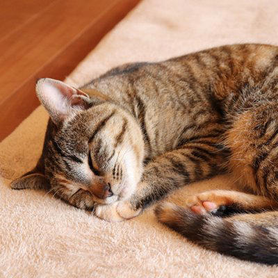 猫が『亡くなる前』に飼い主がすべきこと4つ, 1.静かで落ち着ける環境を整える, 2.猫の意思を尊重し、食事の介助は慎重に行う, 3.触れ合いは猫のペースに合わせる, 4.体調の変化を観察し必要に応じて受診する, 穏やかな最期を見送るために知っておきたい心構え