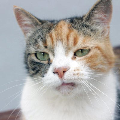 人にはあるのに「猫には存在しない感情」3つ, 1.反省や罪悪感, 2.悪意や復讐心, 愛猫の行動を誤解せず正しく向き合うために