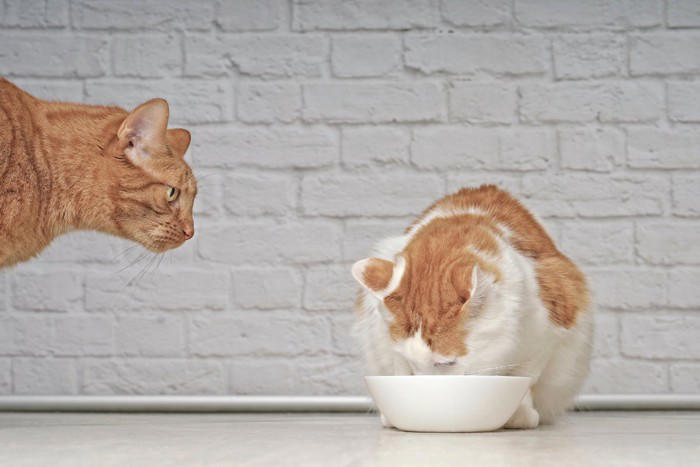 人にはあるのに「猫には存在しない感情」3つ, 1.反省や罪悪感, 2.悪意や復讐心, 愛猫の行動を誤解せず正しく向き合うために