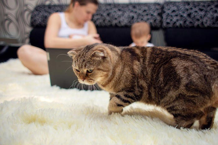 猫がやきもちを焼いているときのサイン5選, 1.強引な割り込みによるアピール, 2.鳴き声による執拗な訴え, 3.感情をぶつける爪研ぎ, 4.不適切な場所での排泄, 5.衝動的な攻撃行動, やきもちが起こりやすい場面と対処法, やきもちのきっかけを把握する, 先住の猫を優先する, 一対一の時間を確保する