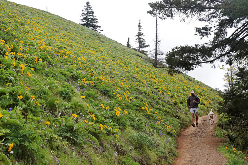Wildflowers everywhere, A truly tough hike, Don’t take Dog Mountain lightly, A note about actual dogs