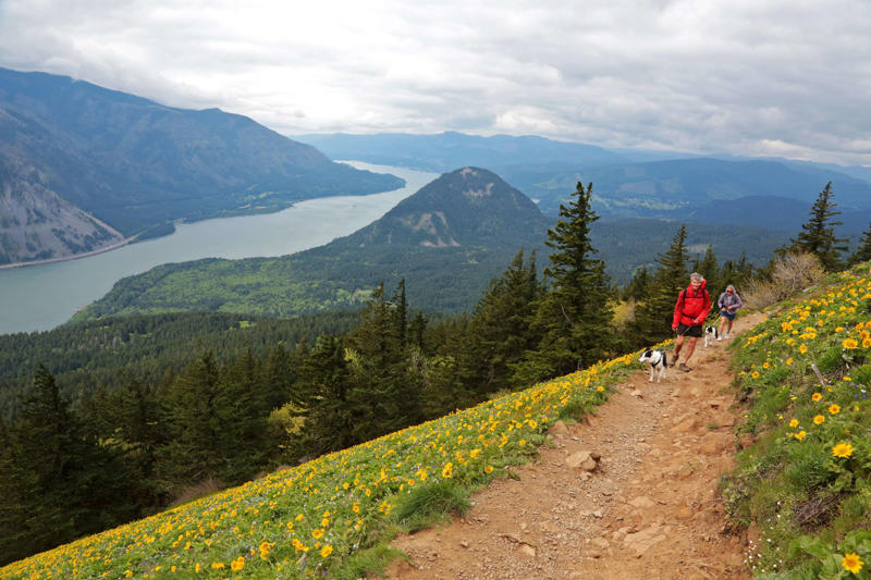 Wildflowers everywhere, A truly tough hike, Don’t take Dog Mountain lightly, A note about actual dogs