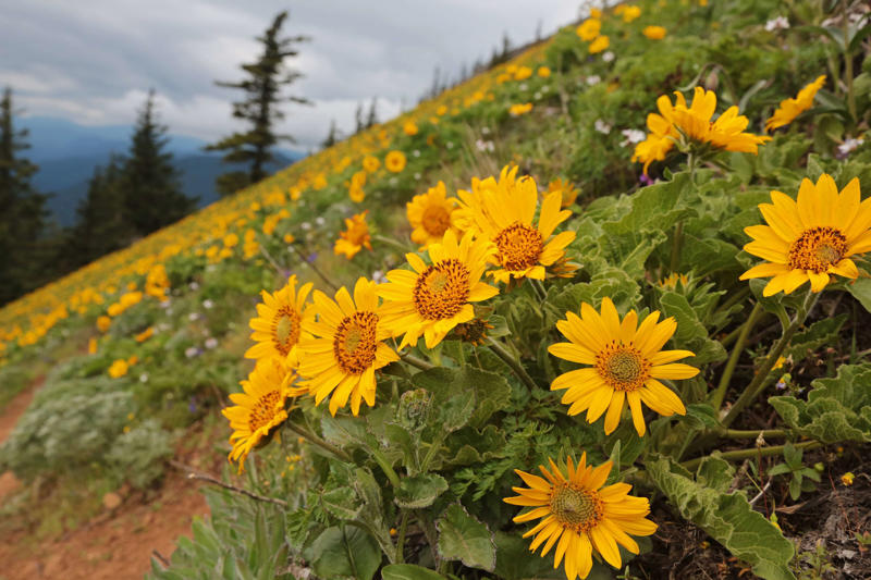 Wildflowers everywhere, A truly tough hike, Don’t take Dog Mountain lightly, A note about actual dogs