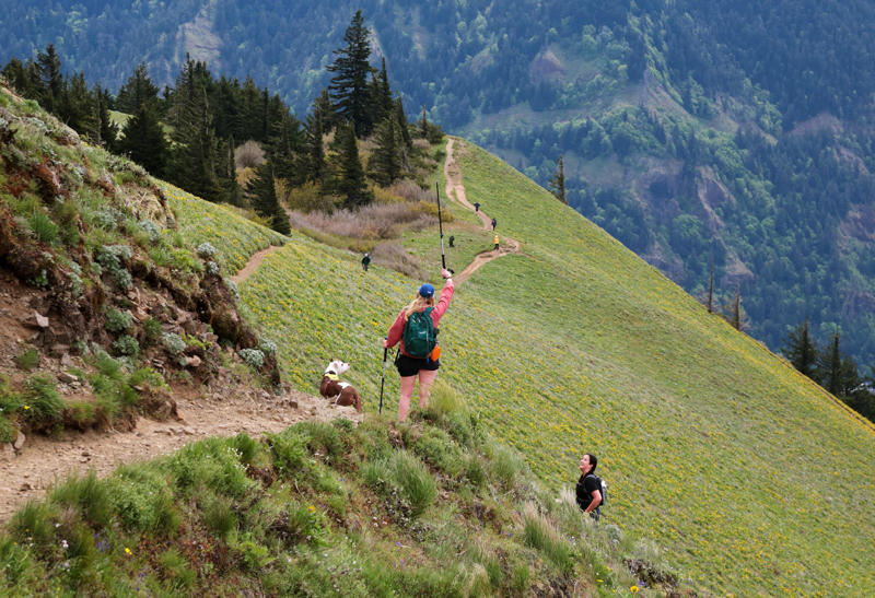 Wildflowers everywhere, A truly tough hike, Don’t take Dog Mountain lightly, A note about actual dogs