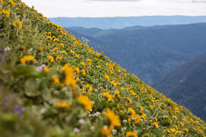 Wildflowers everywhere, A truly tough hike, Don’t take Dog Mountain lightly, A note about actual dogs