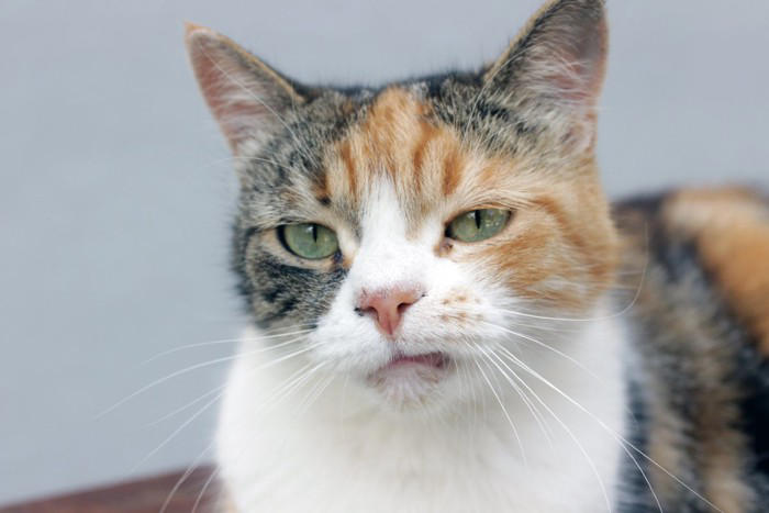 人にはあるのに「猫には存在しない感情」3つ, 1.反省や罪悪感, 2.悪意や復讐心, 愛猫の行動を誤解せず正しく向き合うために