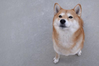犬が『人に話しかけている』サイン５選, 1.目の前でじっと見つめる, 2.前足でちょんちょんと触れる, 3.鼻をツンと体に当ててくる, 4.何度も同じ行動を繰り返す, 5.「くーん」「ふんふん」と高めの声を出す, 犬と信頼関係を深める方法