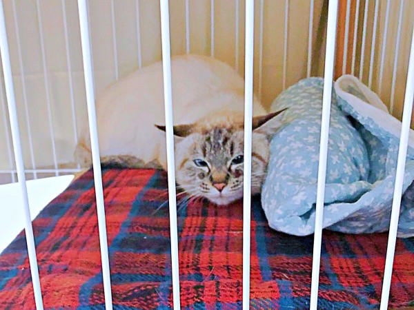 想像以上に“焦げてきた”！？, 「一生触れなくても…」考えを変えた震災, 言葉も理解、賢くて頑固なふぅさん, ふぅさんがもたらした変化…かけがえのない存在に