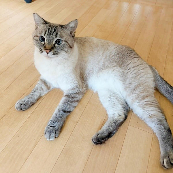 想像以上に“焦げてきた”！？, 「一生触れなくても…」考えを変えた震災, 言葉も理解、賢くて頑固なふぅさん, ふぅさんがもたらした変化…かけがえのない存在に