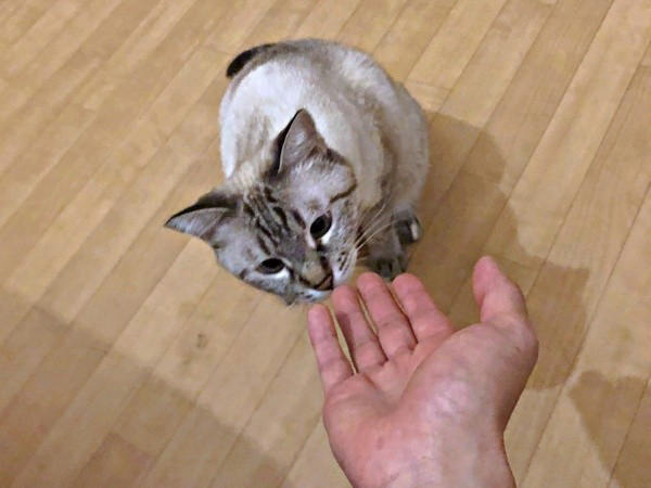 想像以上に“焦げてきた”！？, 「一生触れなくても…」考えを変えた震災, 言葉も理解、賢くて頑固なふぅさん, ふぅさんがもたらした変化…かけがえのない存在に
