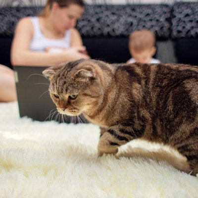 猫がやきもちを焼いているときのサイン5選, 1.強引な割り込みによるアピール, 2.鳴き声による執拗な訴え, 3.感情をぶつける爪研ぎ, 4.不適切な場所での排泄, 5.衝動的な攻撃行動, やきもちが起こりやすい場面と対処法, やきもちのきっかけを把握する, 先住の猫を優先する, 一対一の時間を確保する