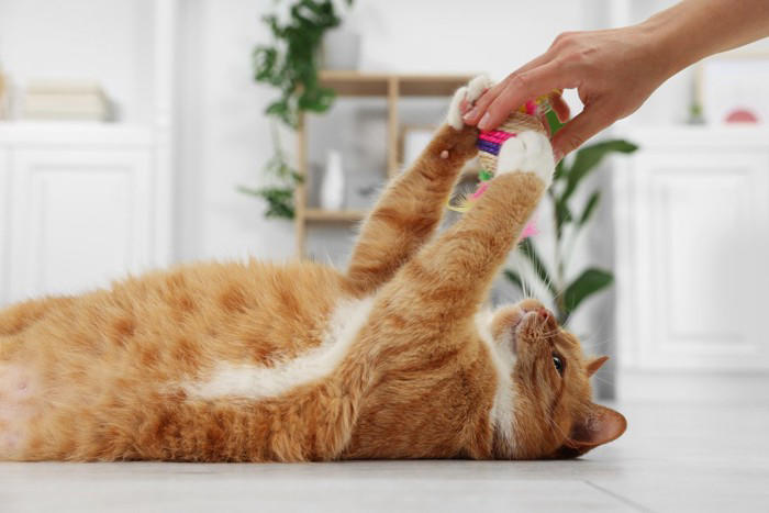 猫が『孤独を感じているとき』に見せるサイン5つ, 1.過剰に鳴くようになる, 2.甘え方が急に増える, 3.いたずらや問題行動が増える, 4.元気がなくなる・動かなくなる, 5.過剰なグルーミングをする, 猫が孤独を感じやすくなる主な原因, 孤独を和らげるためにできる工夫