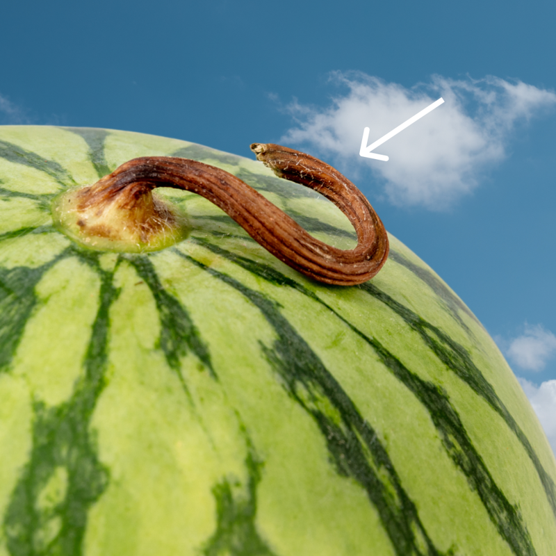 Look for the yellow field spot, Pick it up (yes, really), Look for webbing (brown scratchy spots), Give it the thump test, The stem is a clue, The bottom line