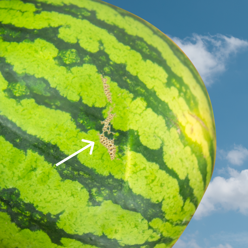 Look for the yellow field spot, Pick it up (yes, really), Look for webbing (brown scratchy spots), Give it the thump test, The stem is a clue, The bottom line