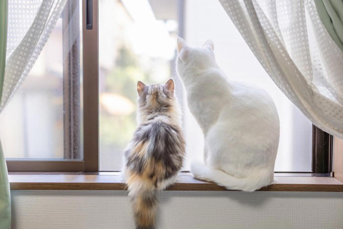 猫が『孤独を感じているとき』に見せるサイン5つ, 1.過剰に鳴くようになる, 2.甘え方が急に増える, 3.いたずらや問題行動が増える, 4.元気がなくなる・動かなくなる, 5.過剰なグルーミングをする, 猫が孤独を感じやすくなる主な原因, 孤独を和らげるためにできる工夫