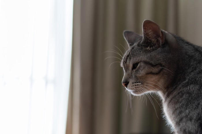 猫が『孤独を感じているとき』に見せるサイン5つ, 1.過剰に鳴くようになる, 2.甘え方が急に増える, 3.いたずらや問題行動が増える, 4.元気がなくなる・動かなくなる, 5.過剰なグルーミングをする, 猫が孤独を感じやすくなる主な原因, 孤独を和らげるためにできる工夫