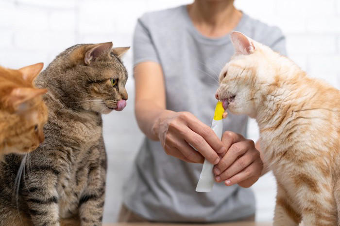 猫がやきもちを焼いているときのサイン5選, 1.強引な割り込みによるアピール, 2.鳴き声による執拗な訴え, 3.感情をぶつける爪研ぎ, 4.不適切な場所での排泄, 5.衝動的な攻撃行動, やきもちが起こりやすい場面と対処法, やきもちのきっかけを把握する, 先住の猫を優先する, 一対一の時間を確保する