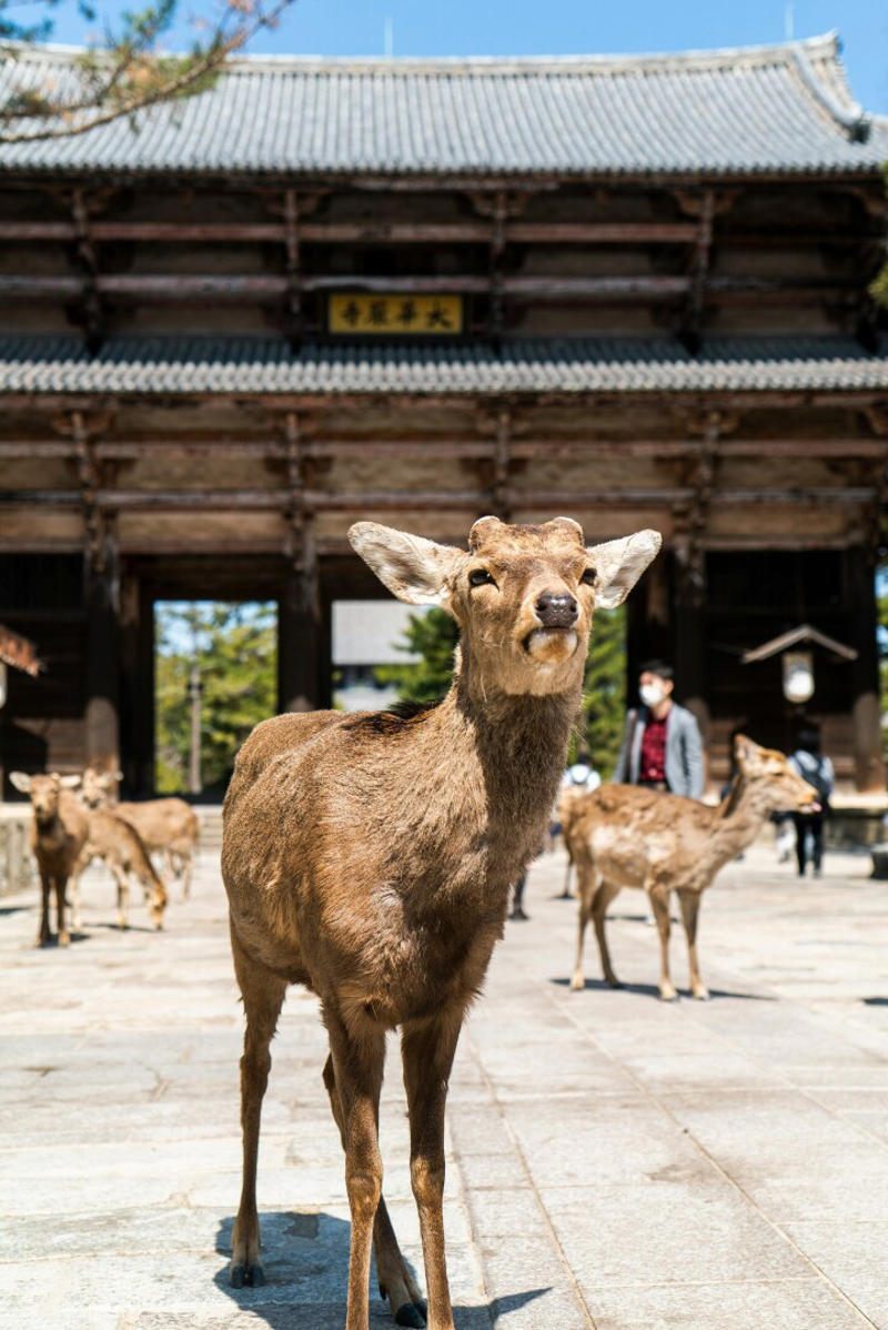 9位 奄美大島、徳之島、沖縄島北部及び西表島, 8位 琉球王国のグスク及び関連遺産群, 6位 古都奈良の文化財, 4位 紀伊山地の霊場と参詣道, 3位 白川郷・五箇山の合掌造り集落, 2位 古都京都の文化財, 1位 富士山－信仰の対象と芸術の源泉