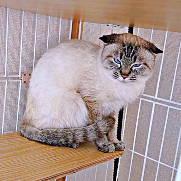 想像以上に“焦げてきた”！？, 「一生触れなくても…」考えを変えた震災, 言葉も理解、賢くて頑固なふぅさん, ふぅさんがもたらした変化…かけがえのない存在に
