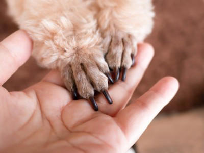 犬が『人に話しかけている』サイン５選, 1.目の前でじっと見つめる, 2.前足でちょんちょんと触れる, 3.鼻をツンと体に当ててくる, 4.何度も同じ行動を繰り返す, 5.「くーん」「ふんふん」と高めの声を出す, 犬と信頼関係を深める方法