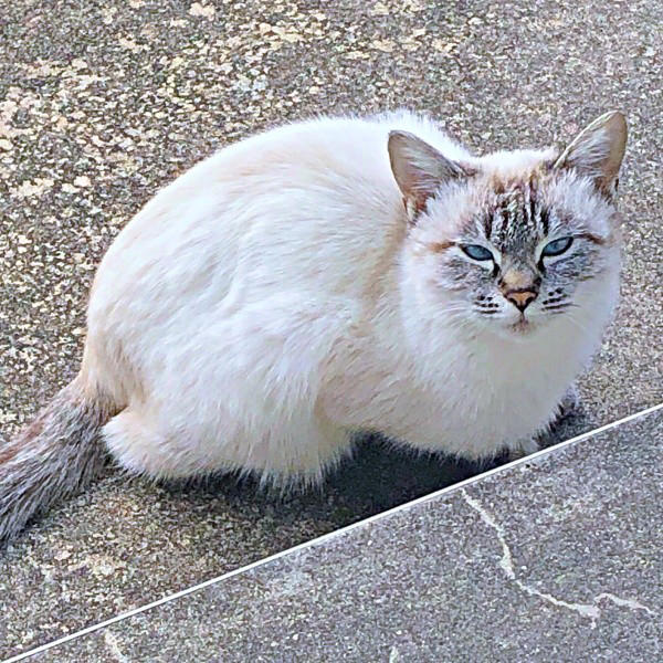 想像以上に“焦げてきた”！？, 「一生触れなくても…」考えを変えた震災, 言葉も理解、賢くて頑固なふぅさん, ふぅさんがもたらした変化…かけがえのない存在に