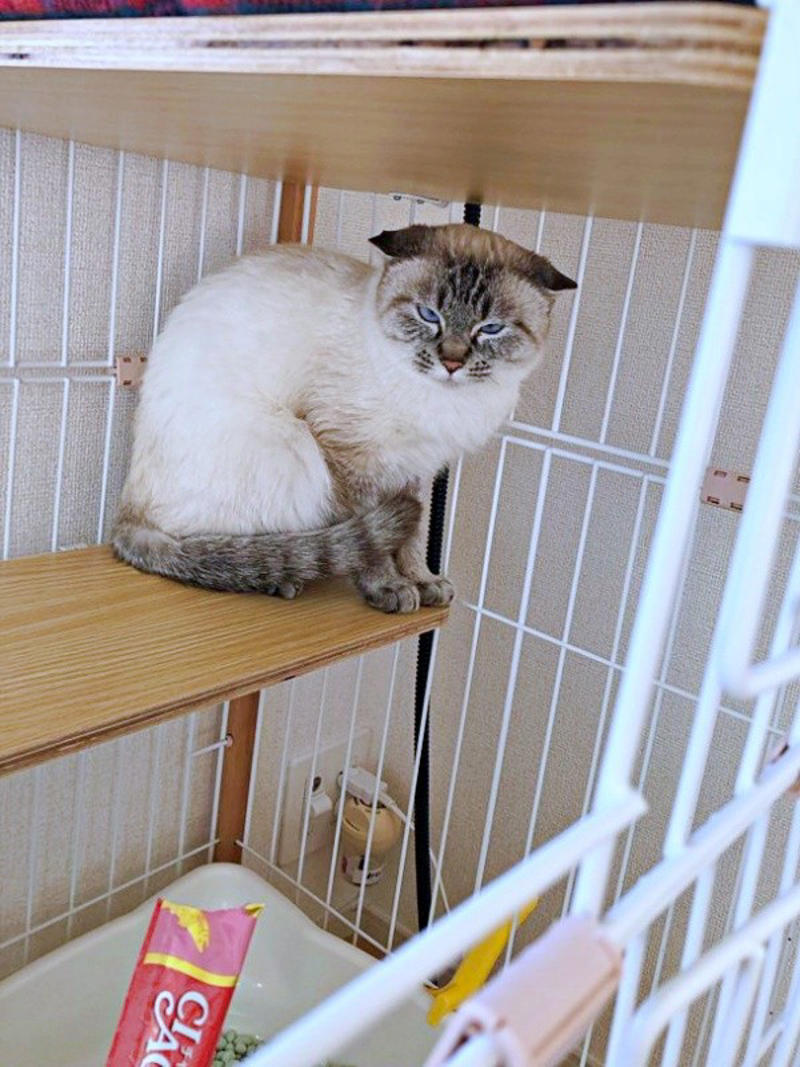 想像以上に“焦げてきた”！？, 「一生触れなくても…」考えを変えた震災, 言葉も理解、賢くて頑固なふぅさん, ふぅさんがもたらした変化…かけがえのない存在に